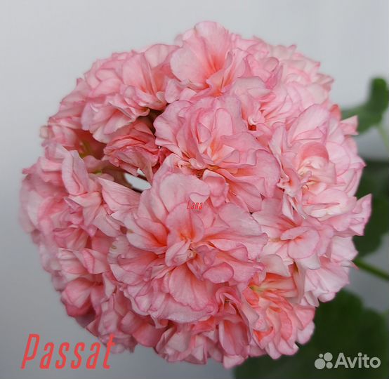 Пеларгония сортовая