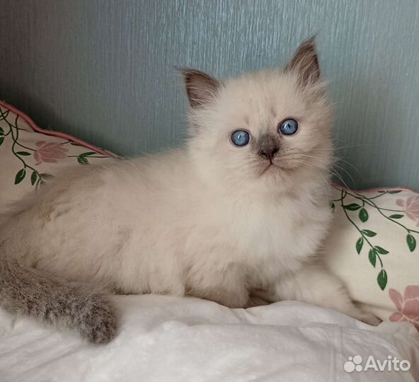 Котята сибирячки из самого сердца Сибири