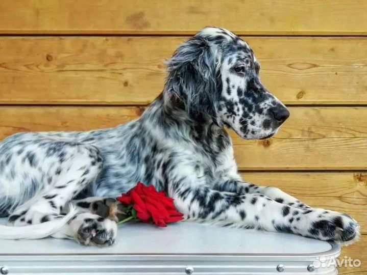 Аристо-щенки сеттера