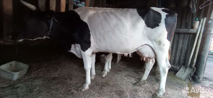 Продам корову