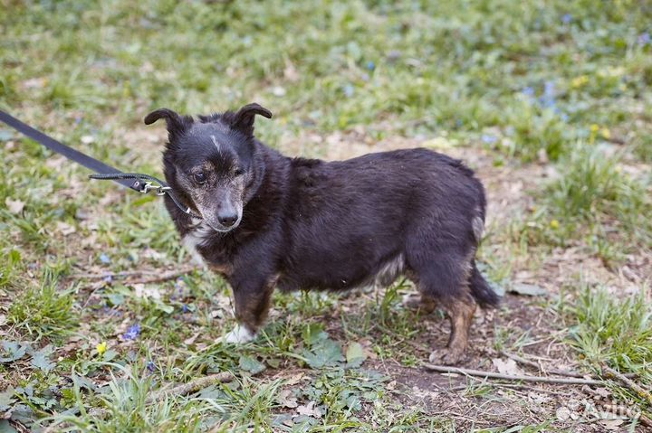 В добрые руки взрослый особенный пёс Барсук