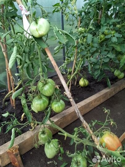 Помидоры зеленые