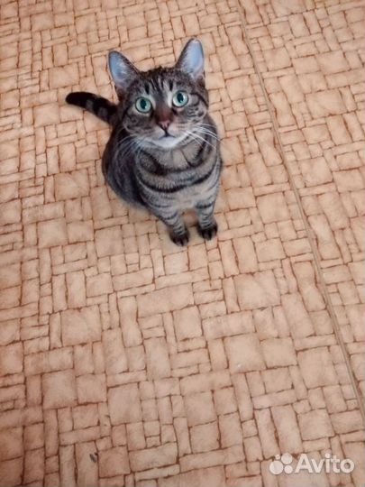 Отдам в добрые руки