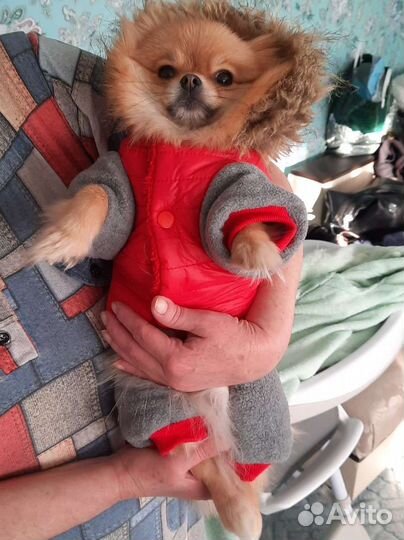 Комбинезон для собаки m