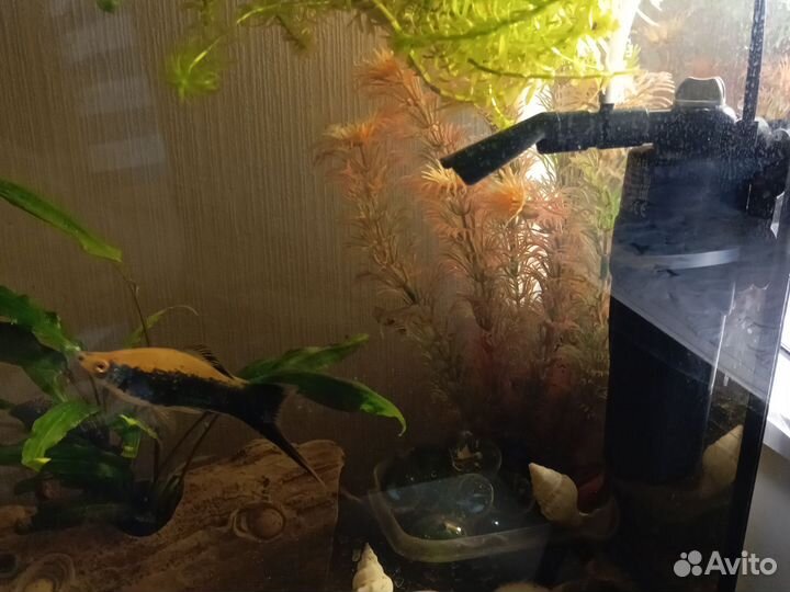 Аквариум и рыбки