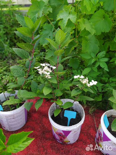 Гортензия метельчатая Early Sensation