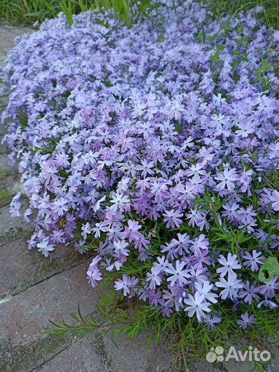 Многолетние растения для сада