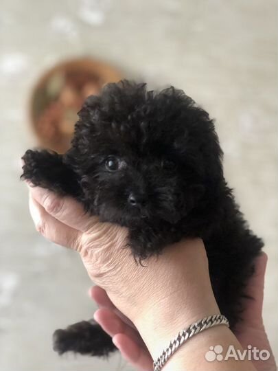 Тикап мальтипу f1 мини