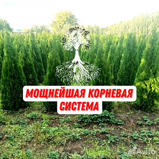 Туи шикарные гарантия доставка посадка