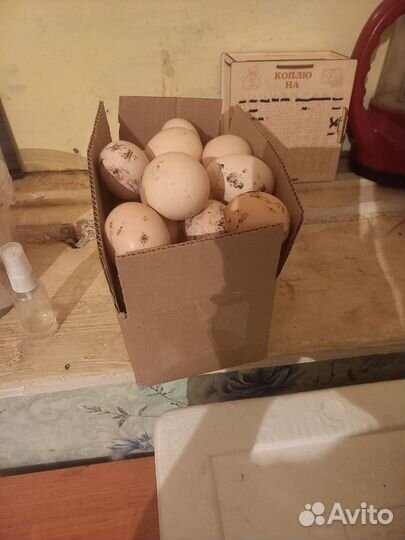 Братан яйца