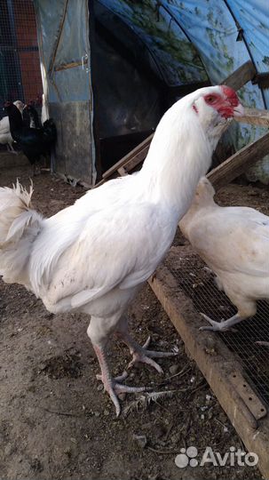 Петухи и курочки Гергебельской породы