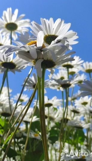 Продам рассаду садовых цветов- многолетников