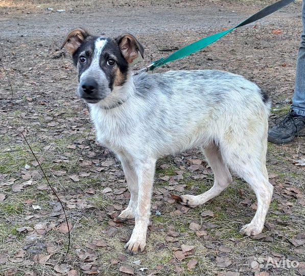 Батоша 9 мес 40-45 см