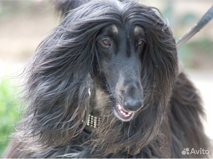 Фотосъемка Вашего питомца, домашних животных