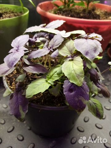 Базилик фиолетовый овощной