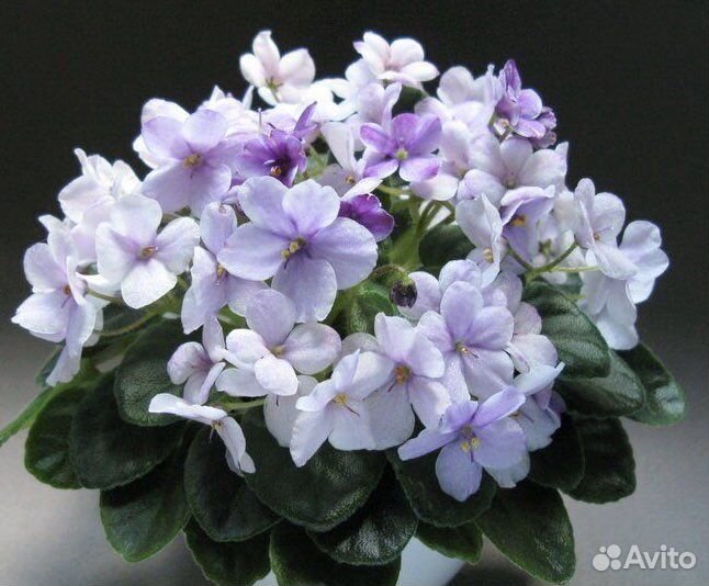 Химера Балчуг Северная сказака