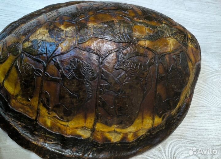 Черепаха панцирь