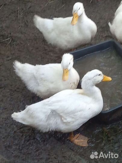 Утки агидель