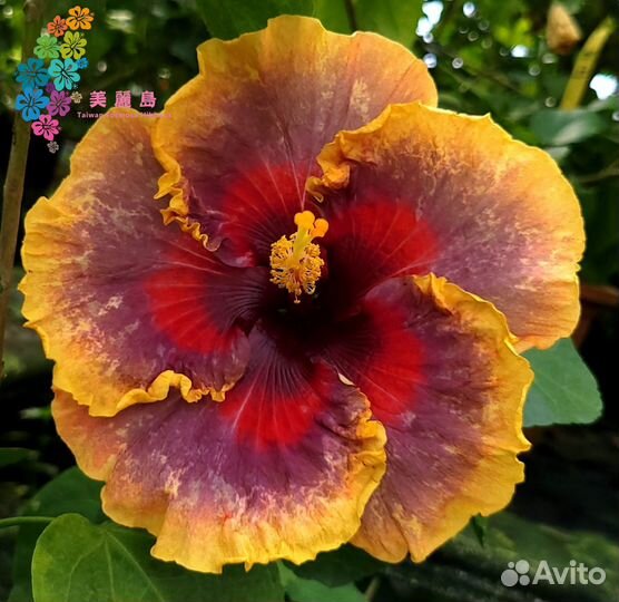 Сортовые гибискусы