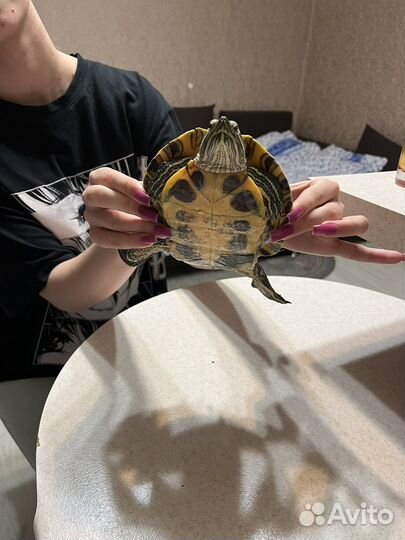 Черепаха бесплатно