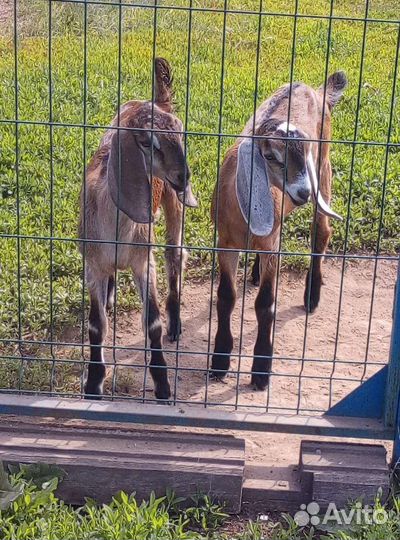 Нубийские козы