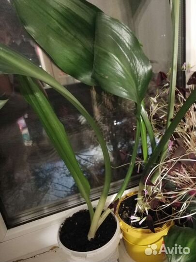 Эухарис амазонский