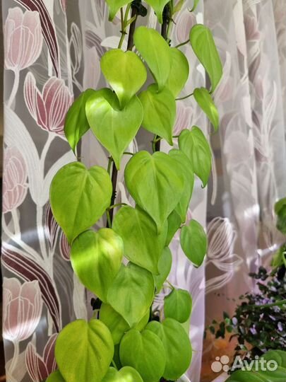 Филодендрон Лайм