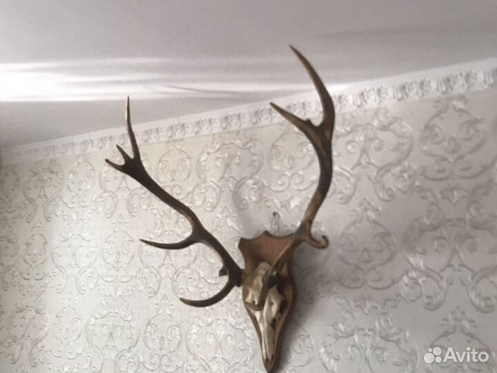 Рога оленя европейского лобные