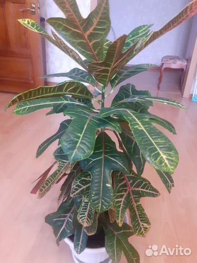 Цветы.Антуриум,кротон,бенджамин,драцена