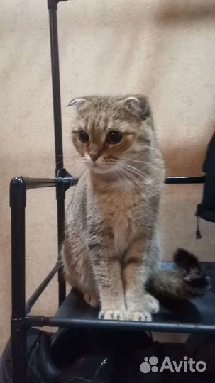 Домашние животные кошки