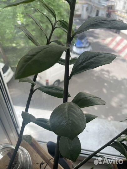 Замиокулькас