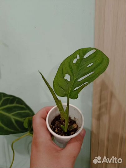 Монстера манки маск