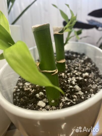 Бамбук (драцена Сандера)