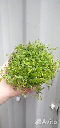 Солейролия