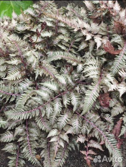 Многолетние цветы, Кустарники, Лек. травы