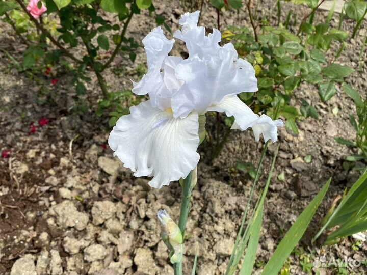 Ирисы делянкой