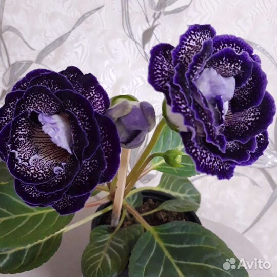 Глоксинии сортовые(укорен.листья)