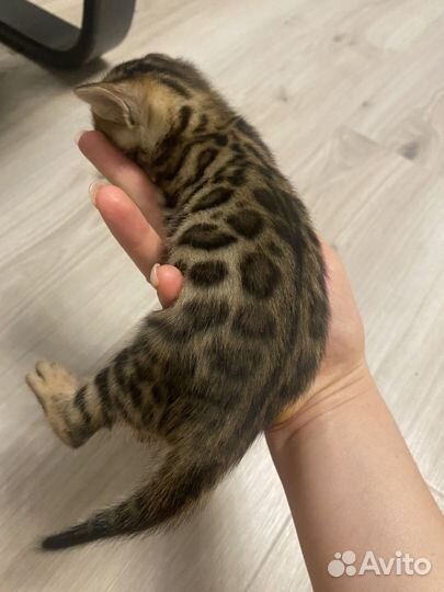 Бенгальские котята
