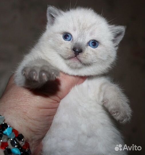 Красавчики