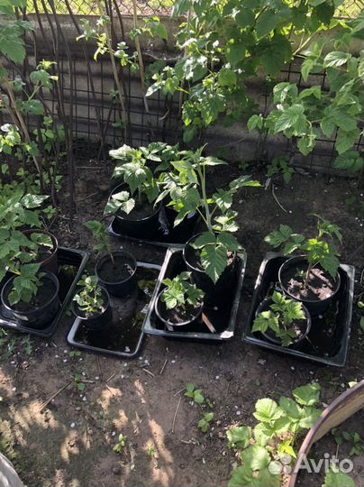 Малина саженцы