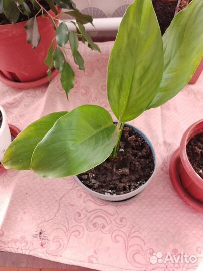 Комнатные цветы