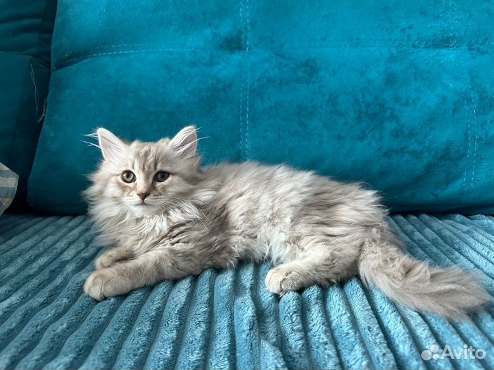 Котята в добрые руки даром