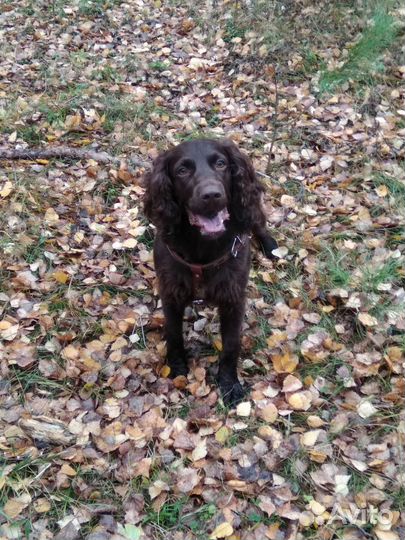 Вязка кобель