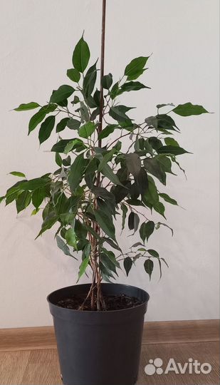 Фикус бенджамина