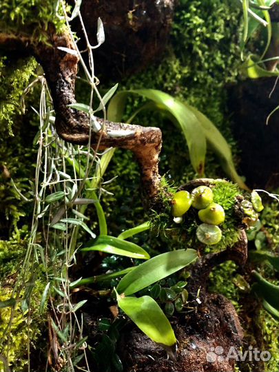 Оформление аквариум,флорариум,палюдариум,вивариум