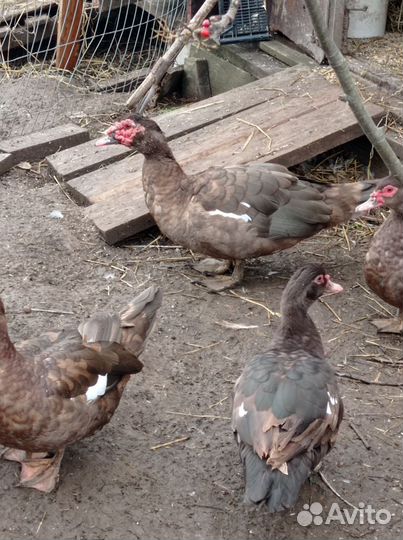 Инкубационные яйцо индоуток