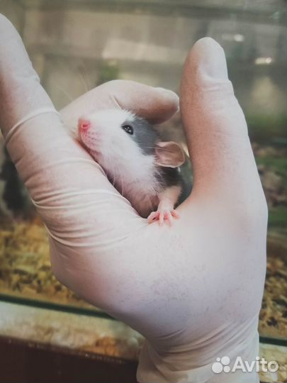 Квалифицированный ратолог