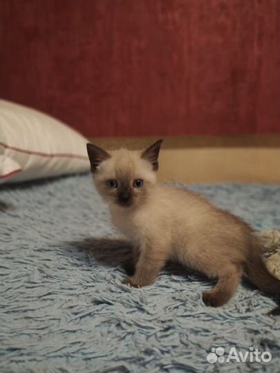 Сиамские котята