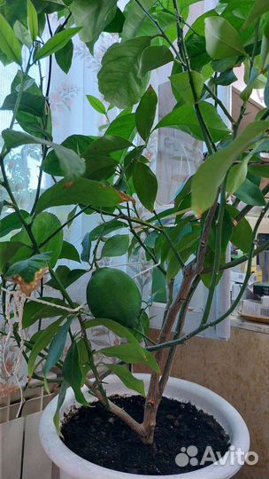Лимонное дерево с плодами