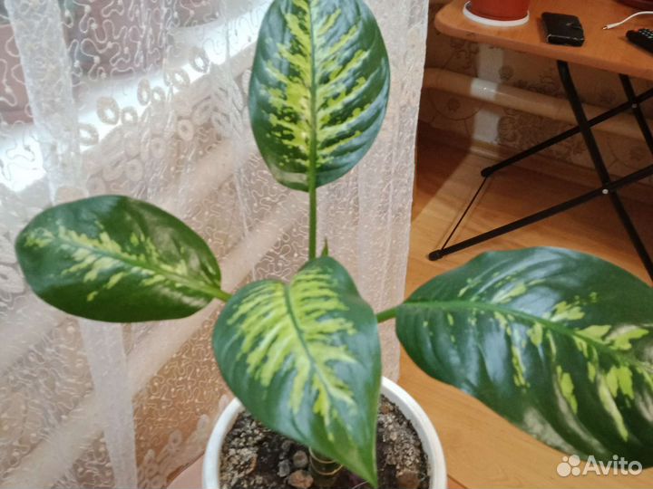 Диффенбахия